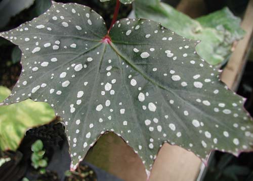 B. ‘Bat Wings’